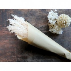 Fleur getrocknetes Pampasgrass