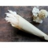 Fleur getrocknetes Pampasgrass