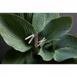 Victorinox Classic SD Wood, 58 mm braun