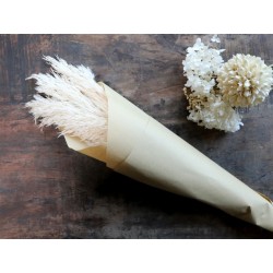 Fleur getrocknetes Pampasgrass