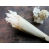 Fleur getrocknetes Pampasgrass